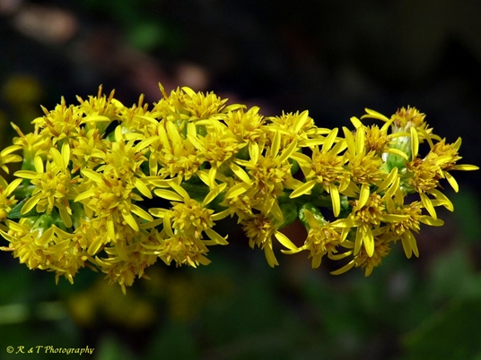 {Solidago patula}
